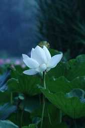 八菩萨