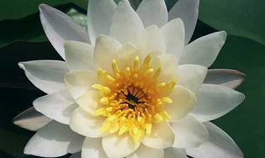 普门品治病感应