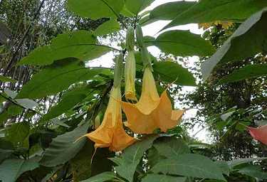 每天读普门品的感应