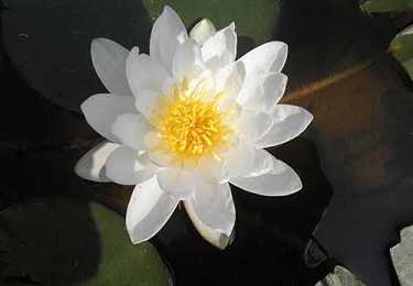 普门品功德感应