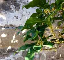 什么是绿财神咒