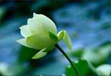 论中国佛教的“心”、“性”概