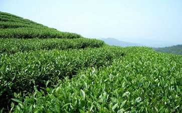 峨眉山：六道禅茶