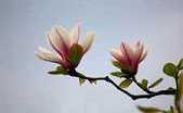 念佛感应见闻记（节选）