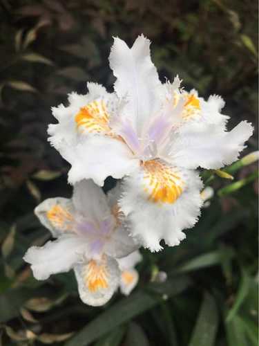 文殊师利菩萨心咒仪轨