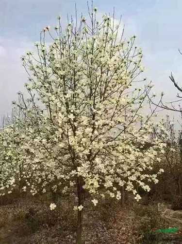 文殊师利菩萨心咒仪轨